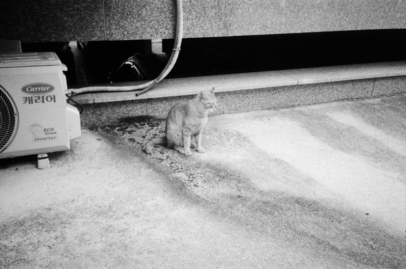 치즈고양이가 에어컨 실외기 옆에 앉아 어딘가를 보고 있다.