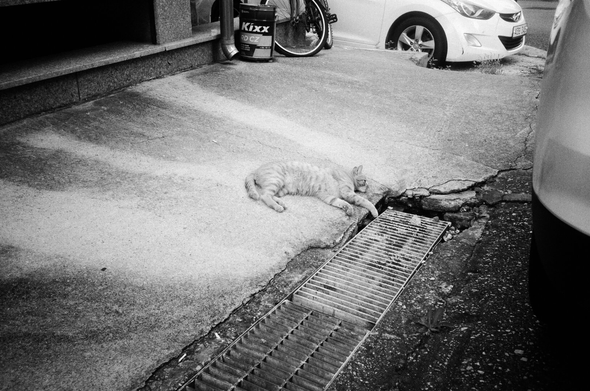 치즈고양이가 하수구 철망 옆에 드러누워 있다.