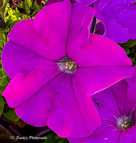 "A single petunia flower commands the foreground, its velvety petals unfurling in a rich tapestry of purple and magenta hues. The central bloom is fully open, revealing a delicate funnel shape with gently ruffled edges. Deep veins radiate from the throat of the flower, drawing the eye inward toward its reproductive structures—pale stamens dusted with pollen and a slender pistil reaching forward like a ceremonial gesture. Surrounding this focal bloom are several companion petunias, slightly blurred but still vibrant, nestled among lush green foliage that frames the scene with natural contrast. The lighting is soft yet vivid, enhancing the saturation of the petals and giving the entire composition a sense of depth and intimacy. The flower species is Petunia × hybrida, a popular ornamental hybrid known for its brilliant colors and trumpet-shaped blossoms.

This image evokes the feeling of standing in a sunlit garden, face-to-face with nature’s quiet exuberance." - Microsoft Copilot