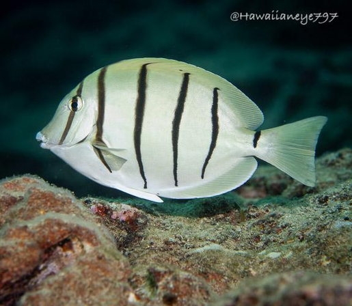 A pale yellow oval fish marked with six vertical black lines swimming over a reef. 