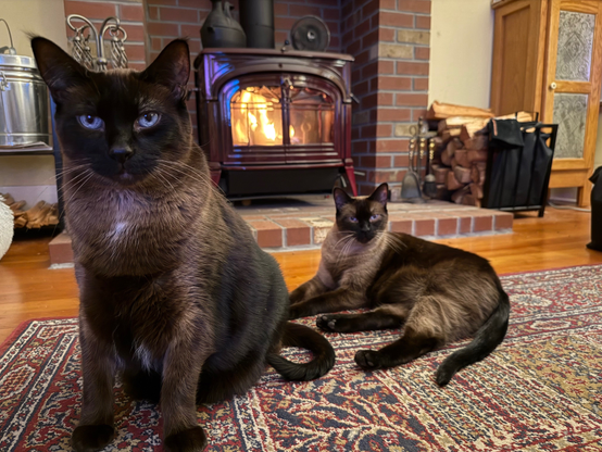 Happy Caturday, everyone. The boys are relaxing by the fire today. Chilly saturday morning here in Seattle #caturday #cats #cat #siamese #photography #photo #pets 