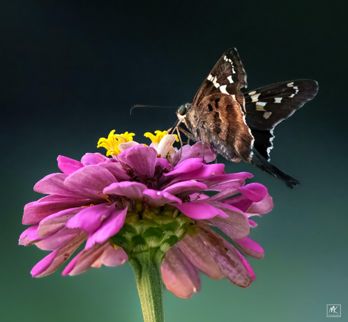 Color photo of a Long-tailed Skipper butterfly perched on a pink zinnia flower with a yellow center. 