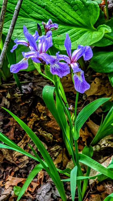 On a forest floor carpeted with last autumn's brown and crumpled fallen leaves a tall wildflower grows. It has narrow, pointed bright green leaves and long, narrow blue-violet petals that are also rather pointed. A plant with broad, fat leaves grows in the background.
