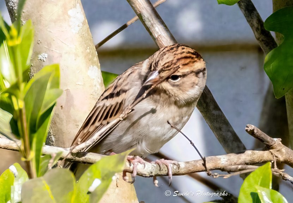 "A small bird perches gently on a slender branch, nestled among soft green foliage. Its plumage is a subtle blend of light brown and beige, with delicate streaks tracing its wings and crown like fine brushstrokes. A short, conical beak—perfect for cracking seeds—rests beneath a face marked by a faint eye stripe, giving the bird a look of quiet alertness. The feathers are smooth and close to the body, suggesting stillness and calm. Behind the bird, the background fades into a muted blur, possibly a wall or structure, allowing the sparrow’s earthy tones to stand out in quiet contrast. The overall scene feels intimate and natural, as if the viewer has stumbled upon a moment of stillness in a leafy sanctuary.

This bird is a Chipping Sparrow (Spizella passerina), likely in nonbreeding plumage, where its signature rusty cap is subdued. It carries the understated elegance of a species often overlooked—small, soft-spoken, and sovereign in its perch." - Microsoft Copilot