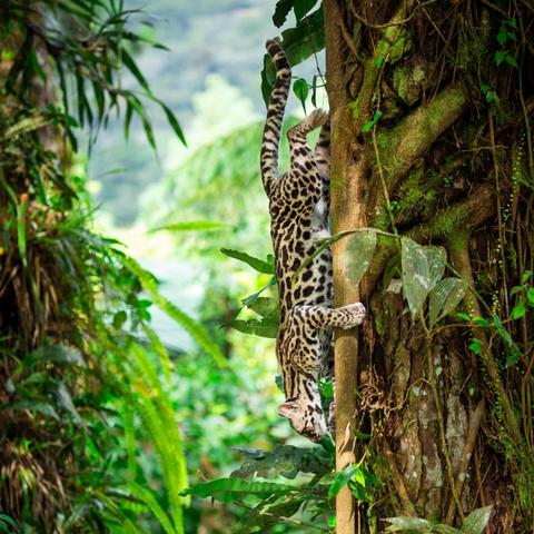 margay cat climbing down head first in a jungle