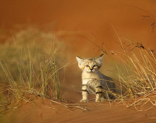Felis margarita also known as _sand cat_. He lives mostly in the desert. 