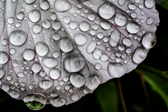 Macro photograph of a white flower petal with subtle purple veining, densely covered with spherical water droplets ranging from tiny beads to large clear drops