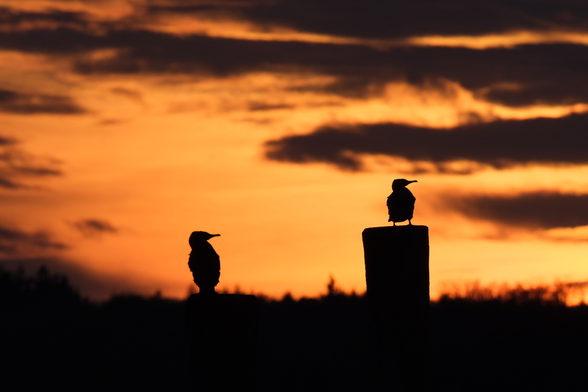 Two birds are silhouetted against a beautiful orange sunset sky with a few clouds. Both are looking to someting to the right outside of the image.