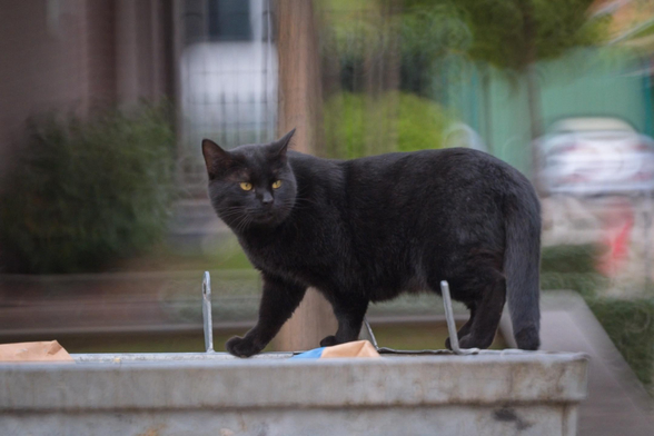 A black street cat standing on a dumpster, with a colorful painterly background of what seems to be a street with some trees.
