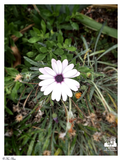 A close up, top down shot of a single white Cape Daisy (Osteospermum) with a dark purple center, surrounded by soft focus green foliage and dried seed heads.

The flower is sharply in focus against the blurred background.