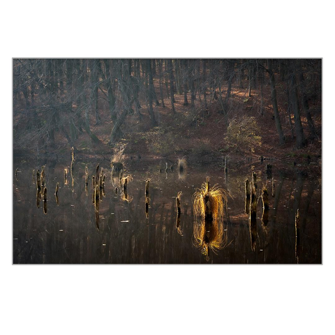 In a small forest pond, on the stump of a fallen tree, there is a clump of grass, shining golden in the afternoon sunlight. In the background is the forest with its bare trees.