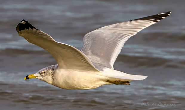 "A solitary ring-billed gull slices through the air above a blurred, silvery expanse of water. Its wings are fully extended in a graceful arc, revealing a tapestry of soft gray feathers edged with crisp black tips—like ink brushed onto parchment. The bird’s body is sleek and streamlined, its white plumage glowing against the muted backdrop. Its yellow beak, marked with a distinct black ring near the tip, points forward with quiet determination. The gull’s eye is sharp, alert, and framed by a subtle shadow that adds depth to its gaze. The background is a soft blur of rippling water, lending motion and serenity to the scene while keeping the gull in sharp, commanding focus. The image captures not just a bird in flight, but a moment of sovereign elegance—midair poise frozen in time." - Microsoft Copilot