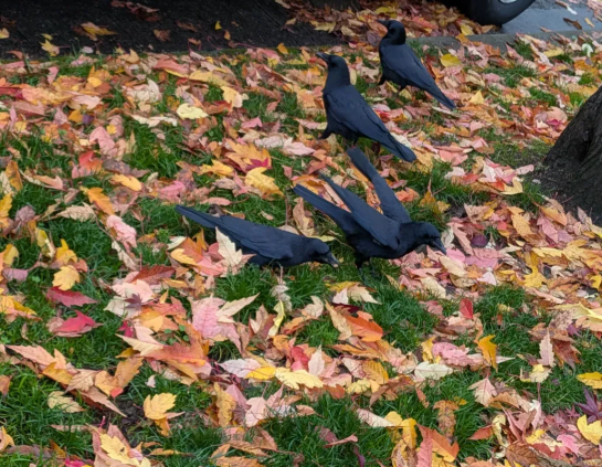 Four crows are eating food offerings in autumn leaves.