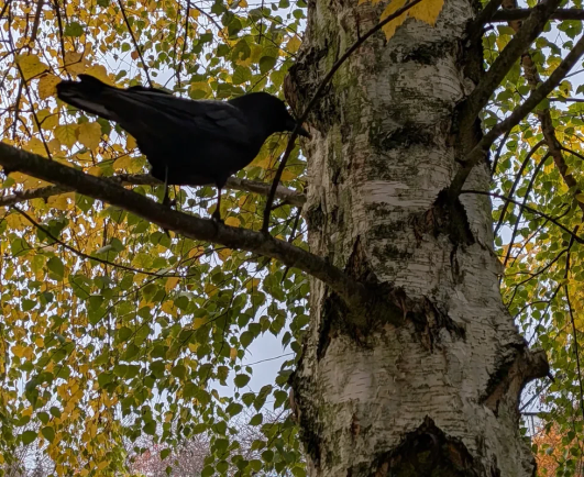 Close-up of a crow in a fall tree.