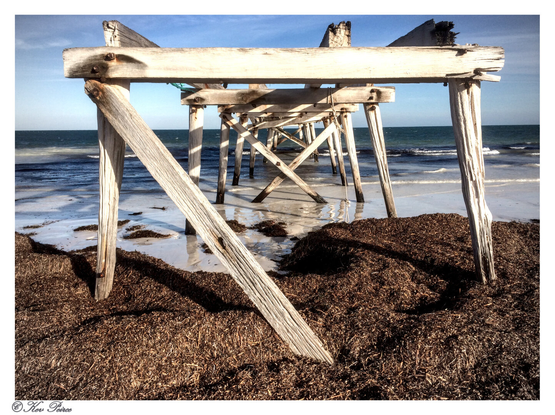A close up, low angle color photograph capturing the decaying wooden structure of the Eucla Jetty in Western Australia. 

The foreground is dominated by dark brown seaweed covering the wet sand. The main focus is on the four weathered wooden piles supporting a cross -beam, with one diagonal support angled towards the viewer.

The rest of the jetty structure recedes into the distance over the shallow turquoise and dark blue ocean under a bright blue sky.