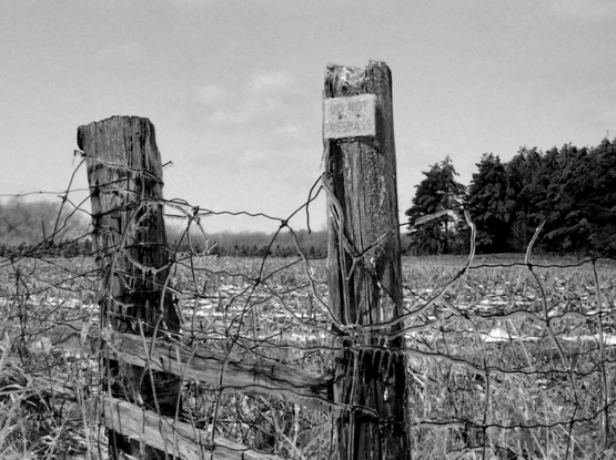 black and white close up photo of wire fence and wood fence posts, coated in a layer of ice. Sign on post reads "do not trespass"
