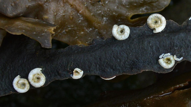 A photo of spiral fanworm shells on a black piece of seaweed.