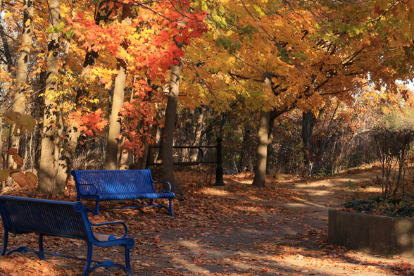 This is an autumn season photo of a small public parkette with two bright blue metal benches. There are a number of deciduous trees in the background which are bright with fall colours. A raised circular planter can be seen on the right side of the photo. Fallen leaves cover some of the surface of the walking path in this area. A padlock has been attached to the back of one of the metal park benches. This photo definitely has an autumn vibe associated with it.