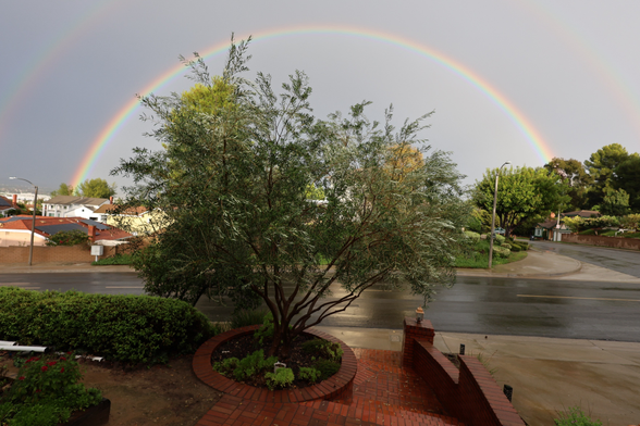 A vibrant double rainbow arches across a cloudy sky, visible above a neighborhood scene. A leafy olive tree stands prominently in the foreground, surrounded by lush greenery and a brick pathway. Wet pavement reflects the colors of the rainbow, indicating recent rain.