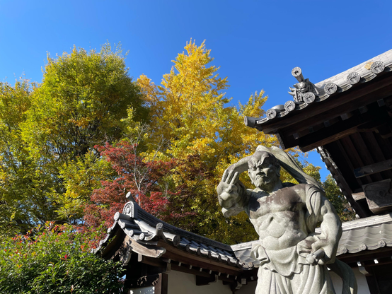 Looking up at colourful fall foliage, yellow ginkgo along with other green and red leaves, under a sunny blue sky. In the foreground, one of the temple gate "two kings" guardian stone statues stands with palm outstretched.