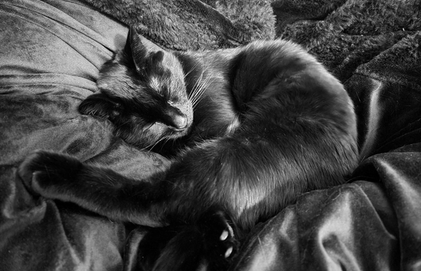 A black cat named Brannagh curled up asleep on a dark, textured blanket. She is centered in the frame, with her body forming a tight spiral. Her eyes are closed, and her whiskers are clearly visible. The blanket has a fluffy, soft appearance, with visible folds and wrinkles. The photo is in black and white.
