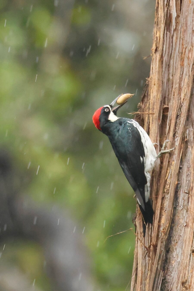 a clown-like bird carries an acorn in its beak clinging to a large tree while rain pours.