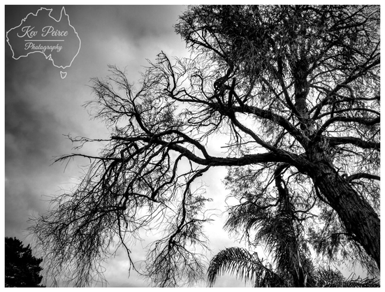 A dramatic, low angle black and white photograph looking up into the canopy of a large tree with long, sparse, twisting branches reaching across a cloudy, textured sky.  A few leaves and a palm frond are visible lower down, but the overall feeling is one of stark, silhouetted branches against the bright, overcast sky.