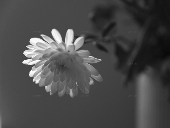 Flower, closeup, black and white, photo