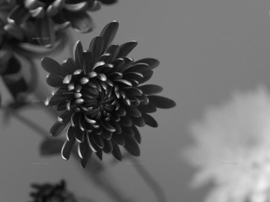 Flower, closeup, black and white, photo