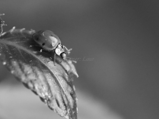 Ladybug, closeup, black and white, photo