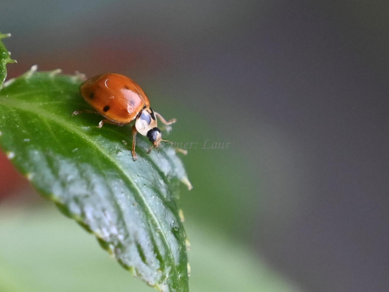 Ladybug, closeup, color, photo