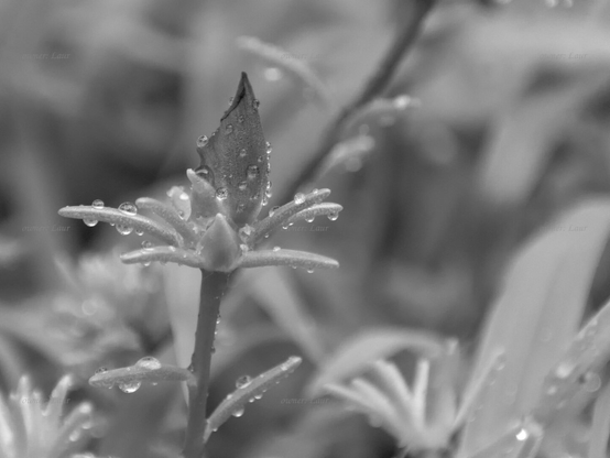 Flower, drops, closeup, black and white,  photo