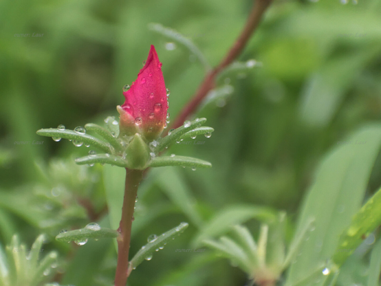 Flower, closeup, color, photo