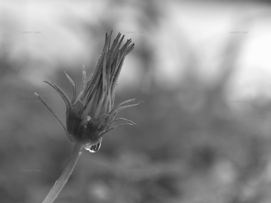Flower, drops, closeup, black and white, photo