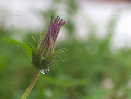 Flower, drops, closeup, color, photo