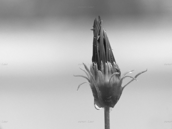 Flower, drops, closeup, black and white, photo