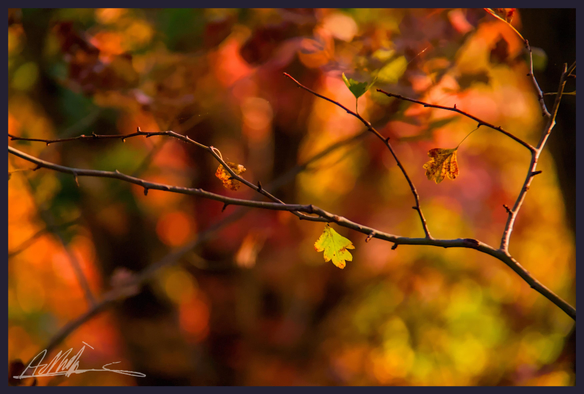 A single small yellow green leaf hangs from a thin branch to the right of centre frame. The background is of bright autumn colours in hues of brown, orange, yellow, and green.