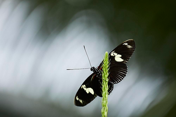 A close-up photograph shows a butterfly perched vertically on the tip of a slender green plant. Its wings are open, predominantly black with prominent pale yellow-white markings in the form of large, irregular patches near the edges and smaller spots towards the centres. The background is smoothly blurred in cool tones of grey and green, creating a soft, out-of-focus effect that emphasises the sharp detail of the butterfly and plant. This effect visually echoes the arc of the butterfly’s wings, drawing attention to its body and the tip of the plant on which it rests.