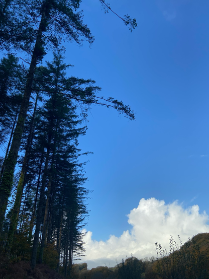Tall trees stand on the left hand side, with a hill on the right, and blue sky, with a single white cloud, in the middle.