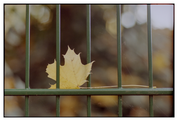 Colour photograph in landscape orientation. A yellow maple leave is caught in a green fence. The blurred background is green and brown.