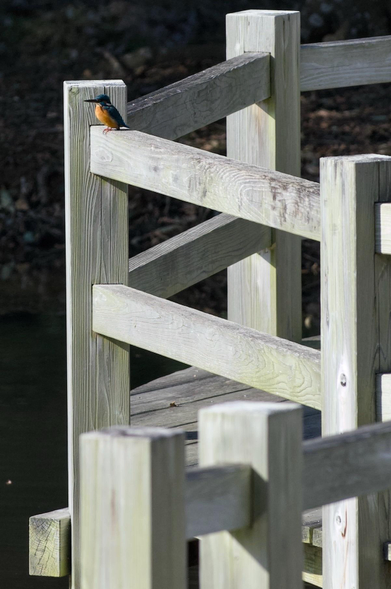 Sun-bleached wooden fencing around a deck forms a lattice work of posts, joints and joists dominating the frame. Tightly cropped, a lone kingfisher sits on a support in the upper left corner, its plump outline and extravagant plumage emphasised by the plain post behind it-