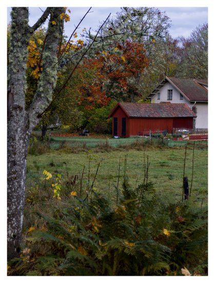 En stående bild på ett vitt trähus med röd ekonomibyggnad i rött trä. I förgrunden ormbunkar i höstens färger, vid huset träd i likadana färger.