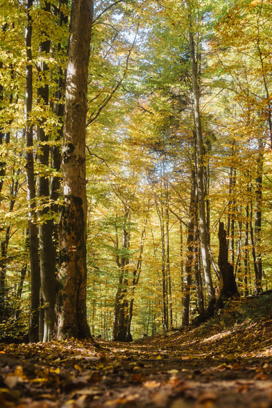 A path leading through a golden forest.