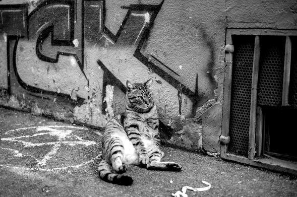 graffiti cat, Marseille, 2025