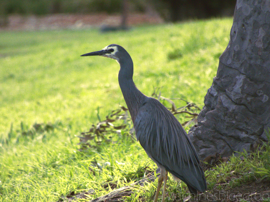 a photo of a white faced heron, long neck outstretched, sanding next to a tree. The background is out of focus grass adorned by sunlight. 