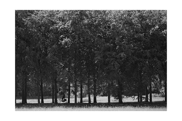 black and white image of a biker between the trees on a sunny day.