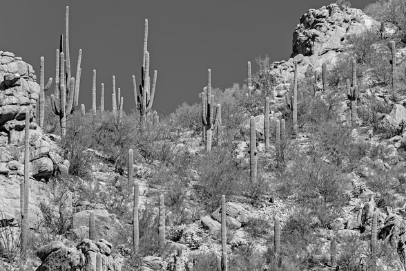 A black and white landscape photo of a desert landscape on the side of a rugged rocky hill. The rugged hillside is covered in woody creosote bush and tall saguaro cactus. Many of the cacti are just single trunks, but a cluster of them in the upper left have multiple arms. The sky is a dark gray due to processing. 