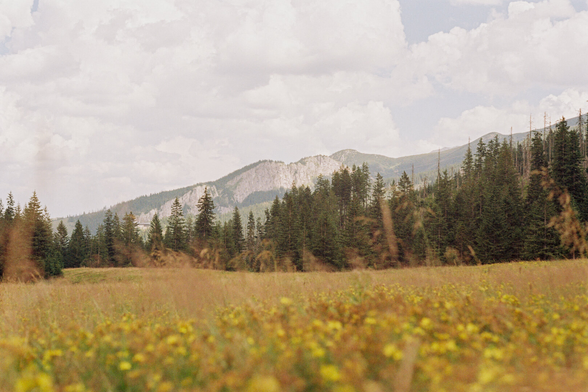 A view of mountains with coniferous forest in the background and grass in the foreground.