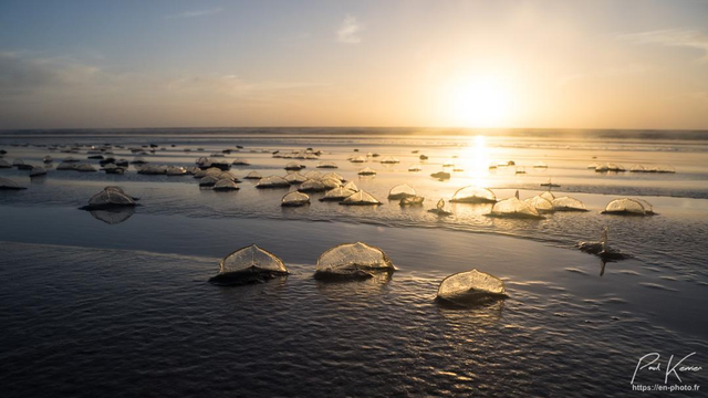 Photographie en couleur présentant de nombreuses vélelles échouées sur une plage de sable, captées avec l'appareil photo positionné pratiquement au ras du sol alors que le soleil se couche à l'horizon.