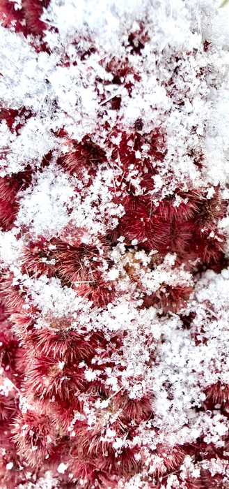 Close-up of the fruit of a staghorn sumac. A clump of fuzzy red berries covered in crystallised snow.